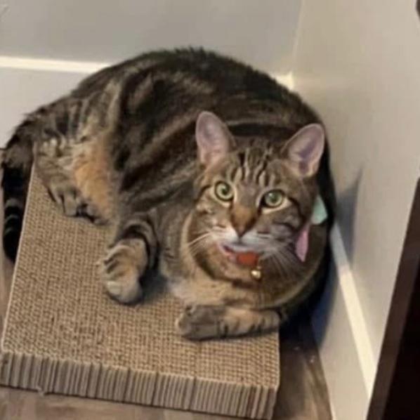 Enlarge Kitten, a Adoptable Domestic Short Hair in Layton, UT image 6/6