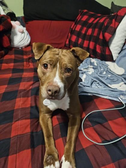 Roxy, Adoptable, Senior Female Mixed Breed & Mixed Breed.