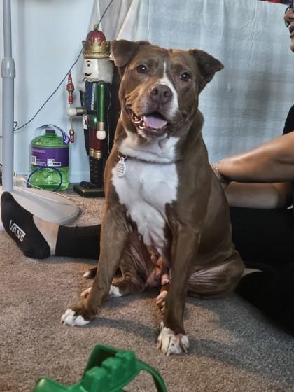 Enlarge Roxy, a Adoptable Mixed Breed in Fallston, MD image 2/3