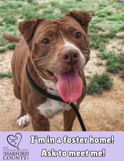 Roxy, Adoptable, Senior Female Mixed Breed & Mixed Breed.