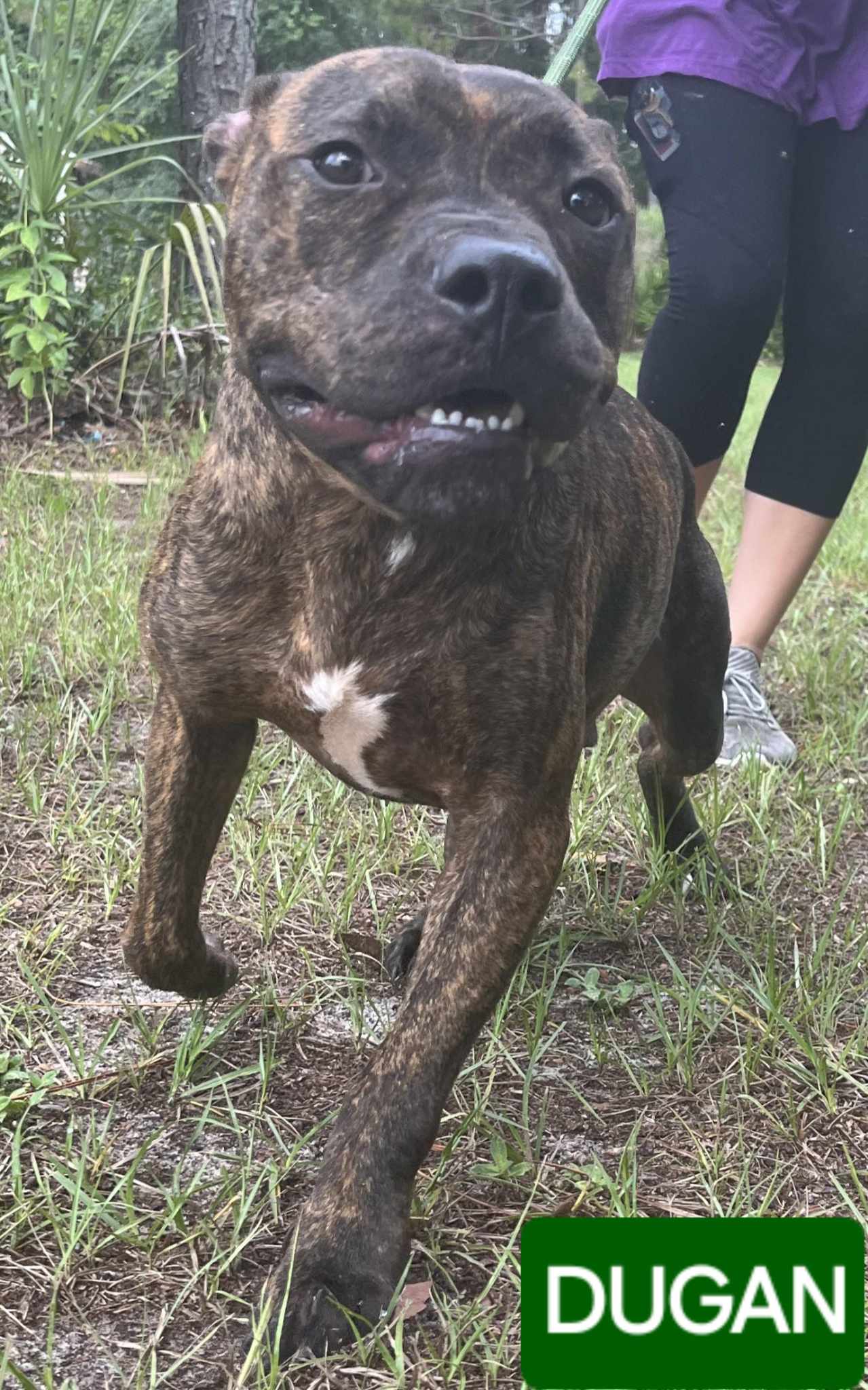 Dugan, an adopted Pit Bull Terrier in Palatka, FL_image-1