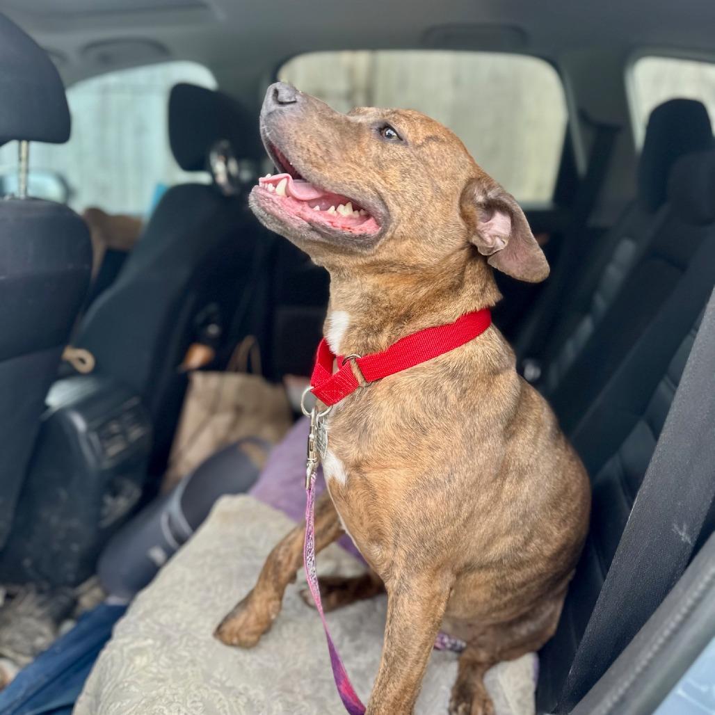 Enlarge Ari, a Adoptable Mixed Breed in Chattanooga, TN image 1/6