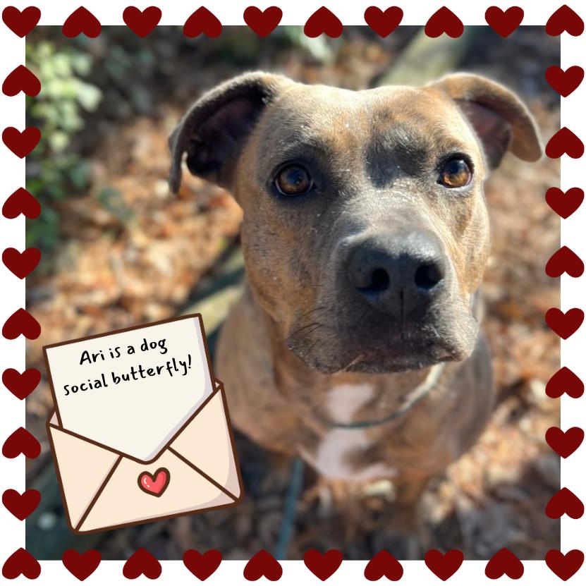 Enlarge Ari, a Adoptable Mixed Breed in Chattanooga, TN image 1/6