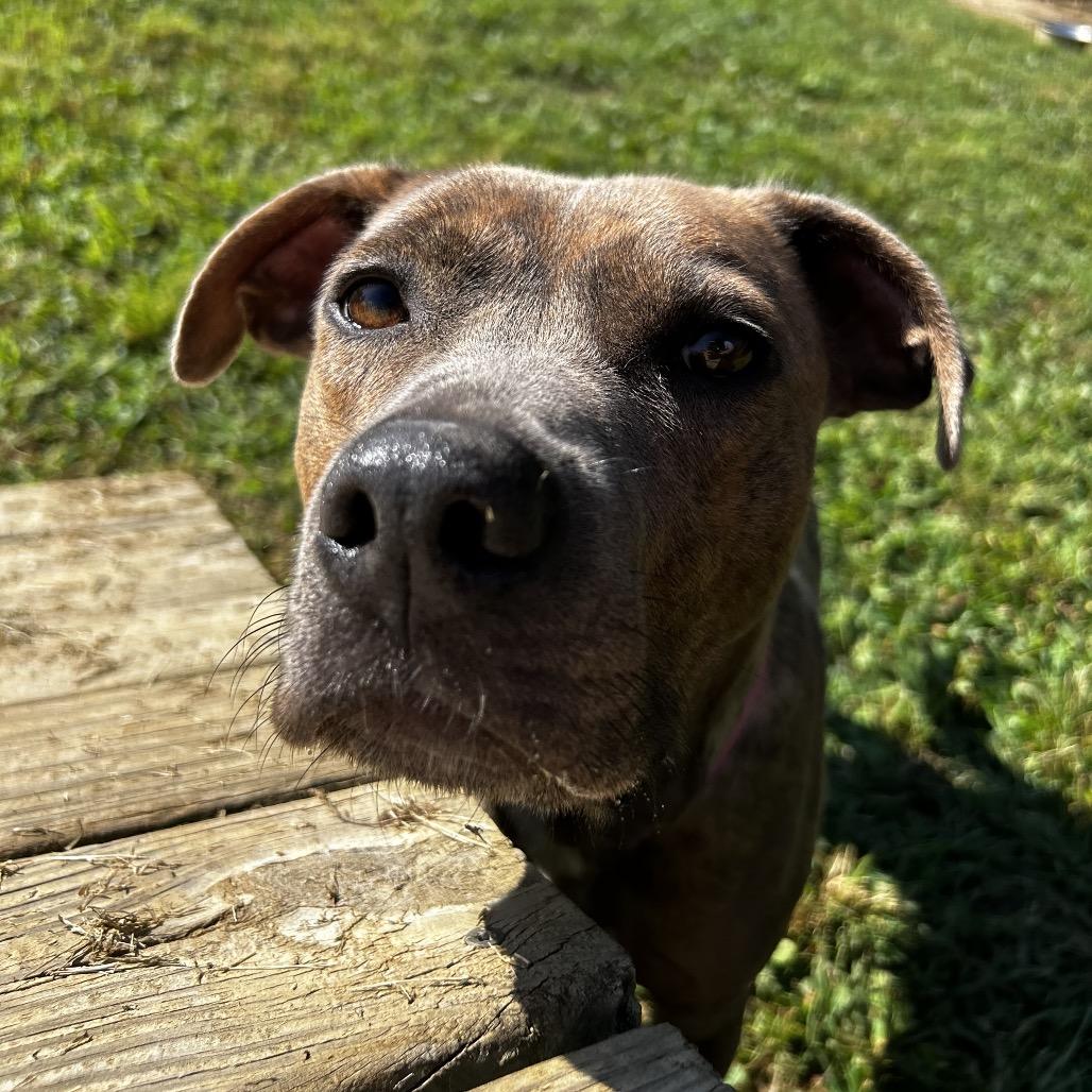 Ari, Adoptable, Adult Female Mixed Breed.