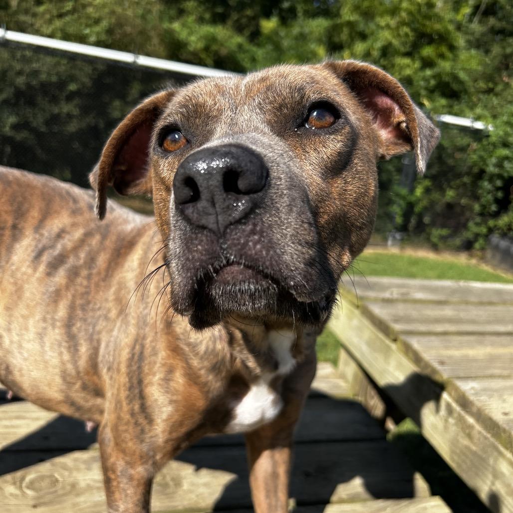 Ari, Adoptable, Adult Female Mixed Breed.