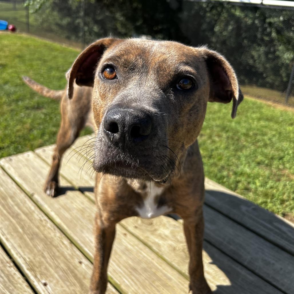 Enlarge Ari, a Adoptable Mixed Breed in Chattanooga, TN image 2/6