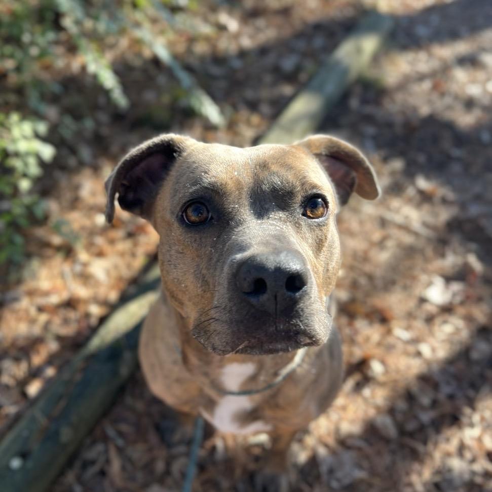 Enlarge Ari, a Adoptable Mixed Breed in Chattanooga, TN image 4/6