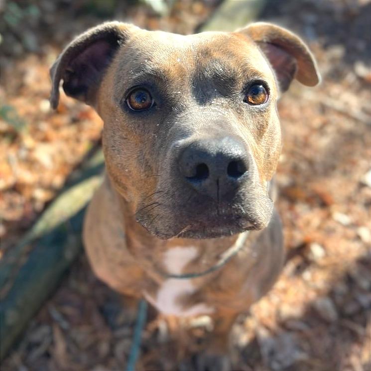 Enlarge Ari, a Adoptable Mixed Breed in Chattanooga, TN image 3/6