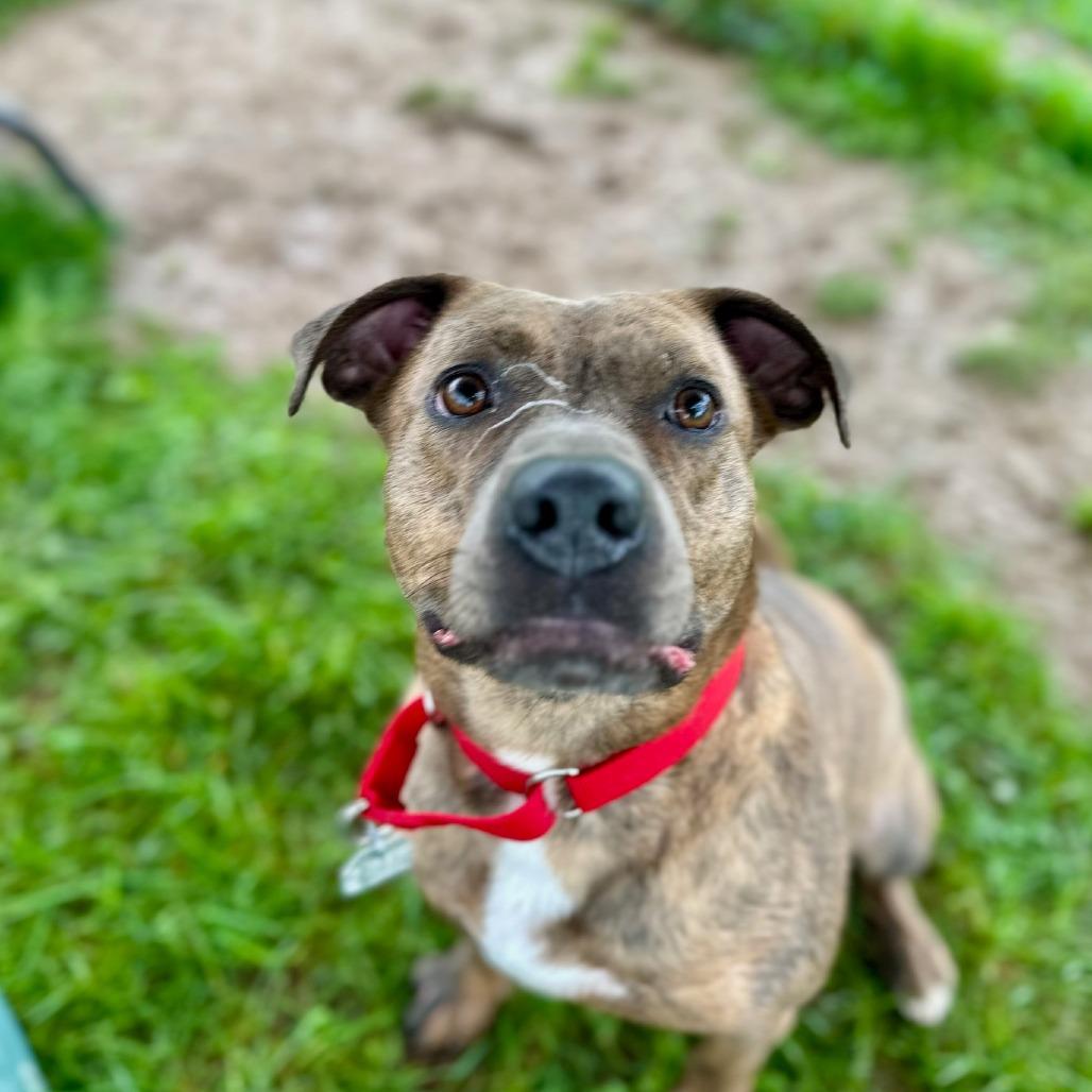 Enlarge Ari, a Adoptable Mixed Breed in Chattanooga, TN image 4/6