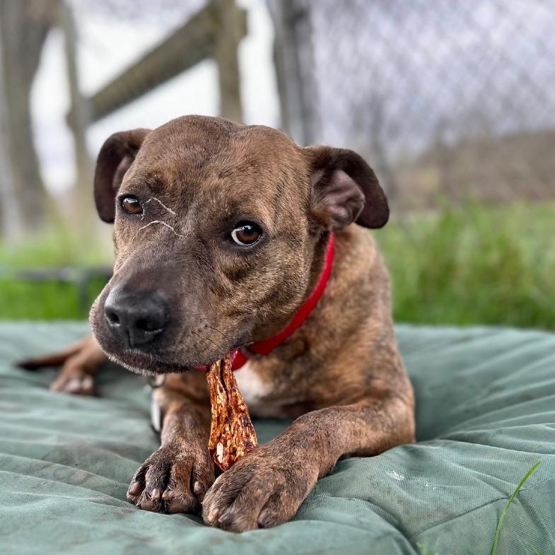 Enlarge Ari, a Adoptable Mixed Breed in Chattanooga, TN image 5/6