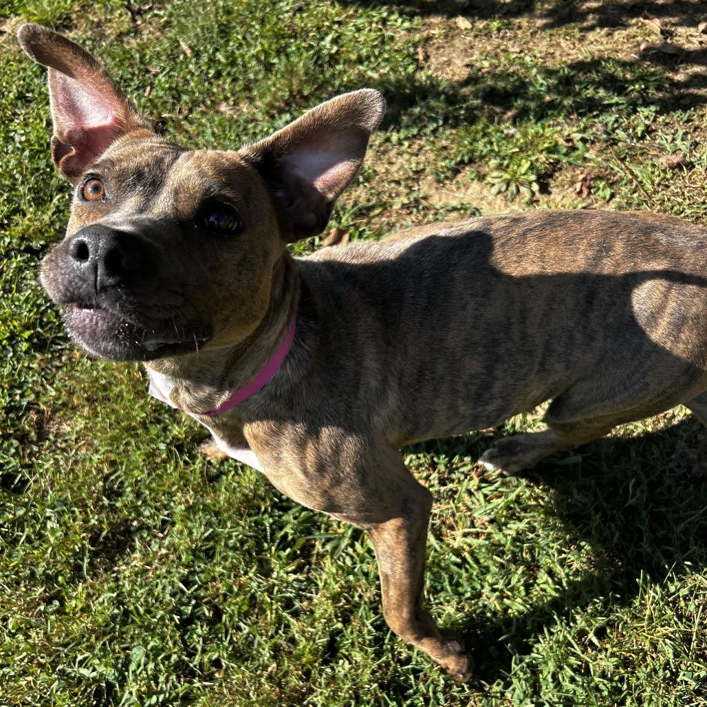 Enlarge Ari, a Adoptable Mixed Breed in Chattanooga, TN image 5/6