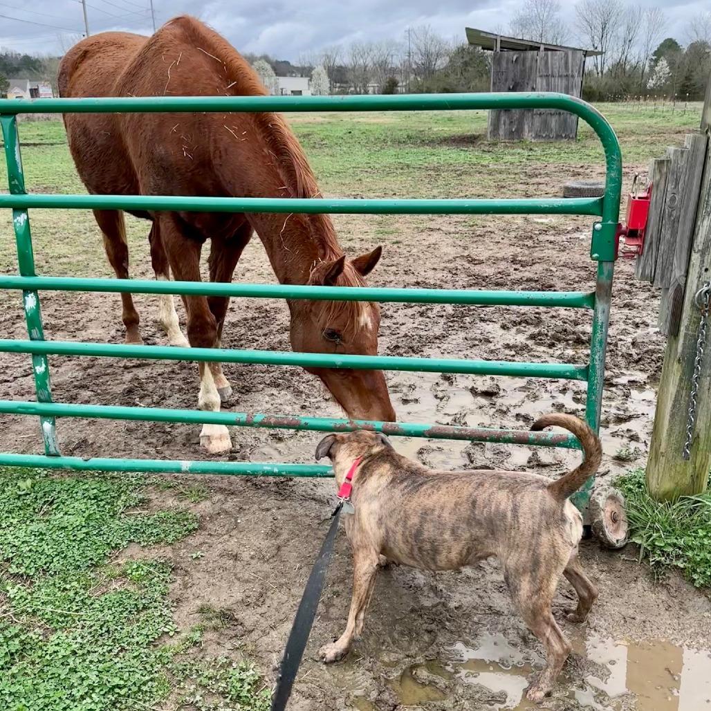 Enlarge Ari, a Adoptable Mixed Breed in Chattanooga, TN image 6/6