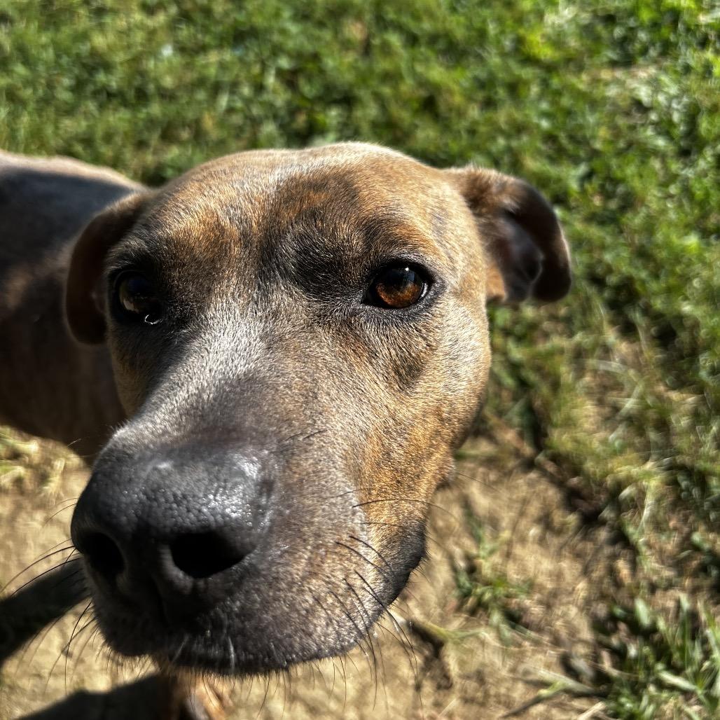 Enlarge Ari, a Adoptable Mixed Breed in Chattanooga, TN image 6/6