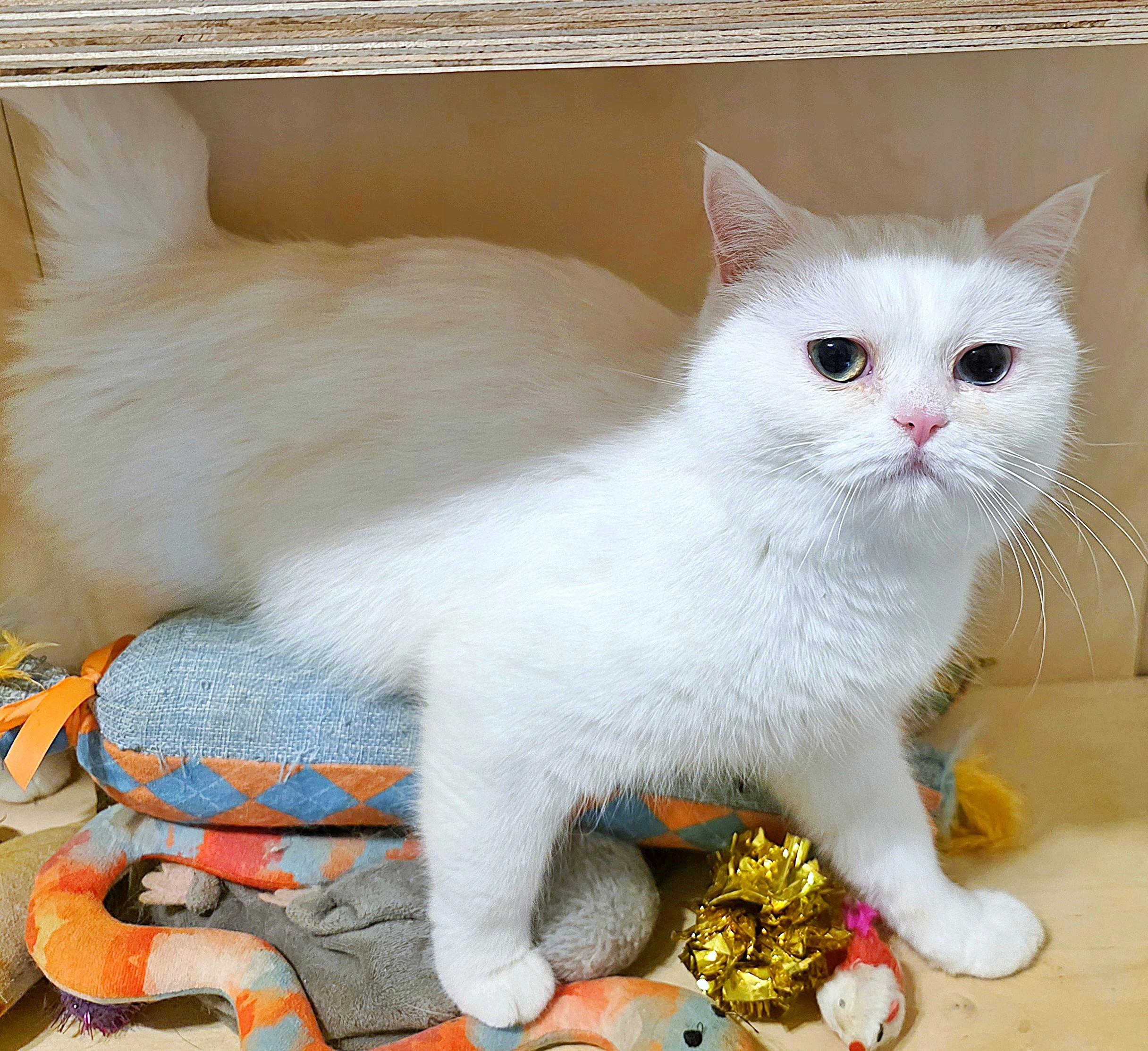 Enlarge Dumpling!!, a ADOPTABLE British Shorthair in Converse, TX image 5/6