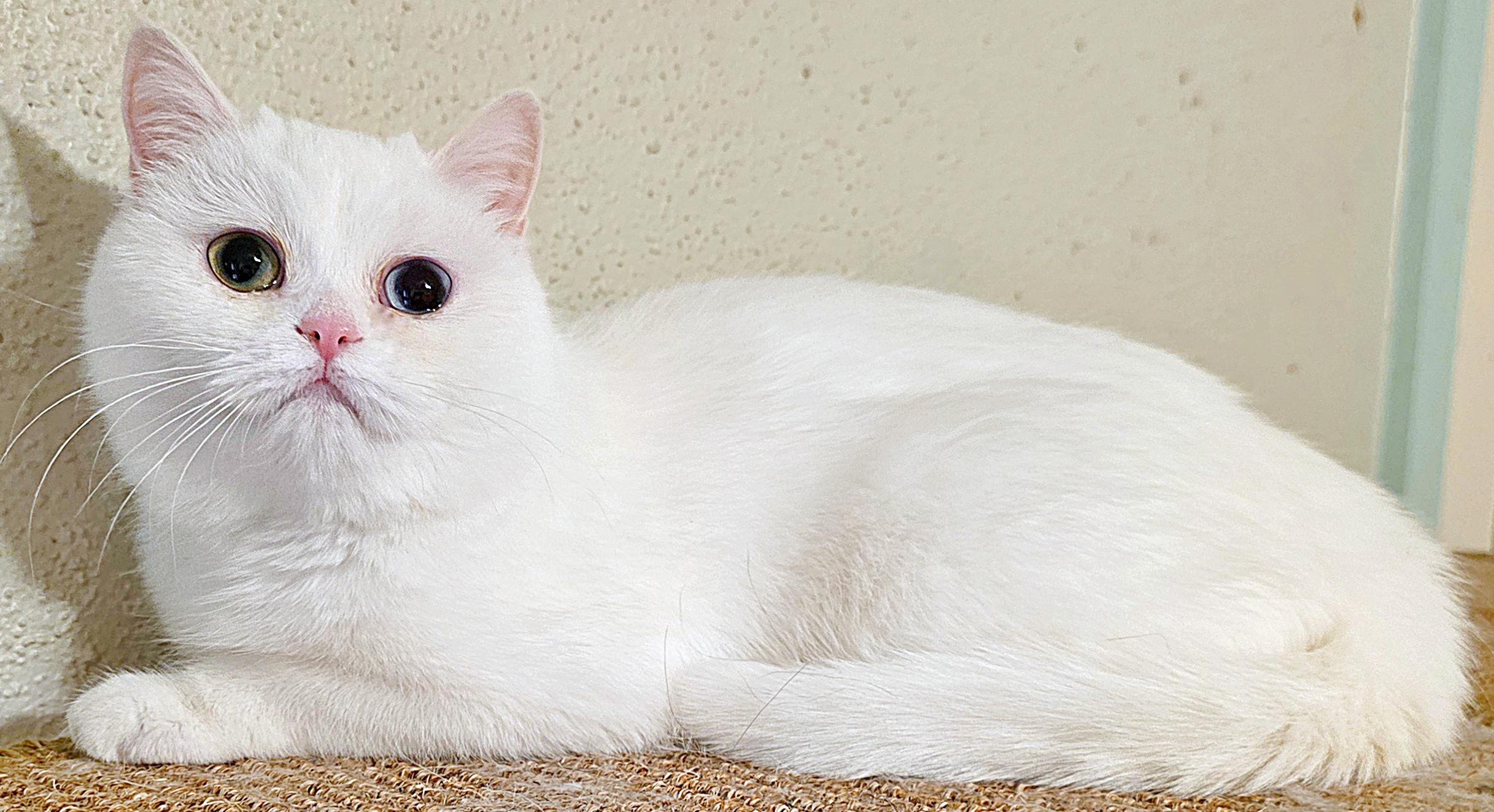 Enlarge Dumpling!!, a ADOPTABLE British Shorthair in Converse, TX image 3/6