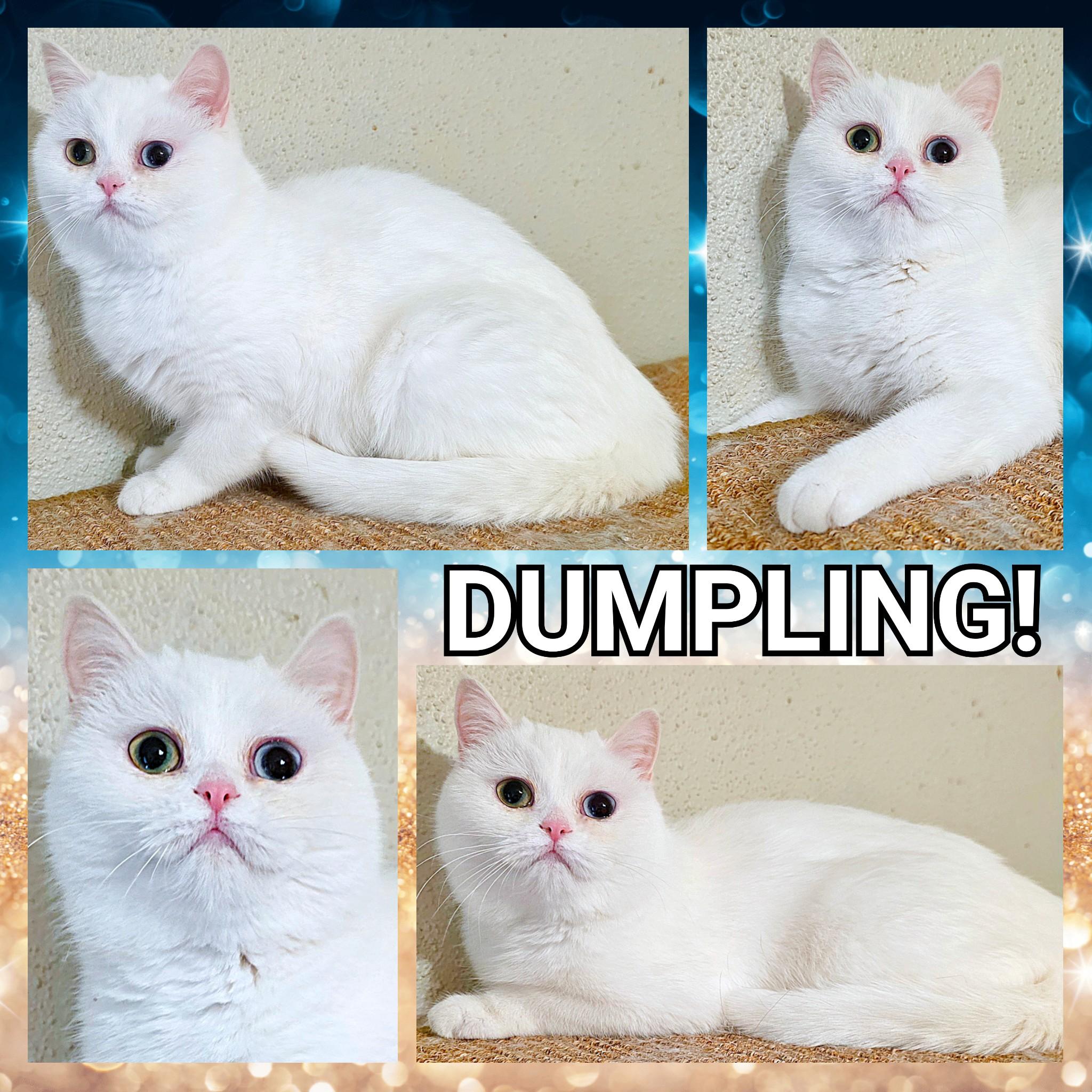 Enlarge Dumpling!!, a ADOPTABLE British Shorthair in Converse, TX image 6/6
