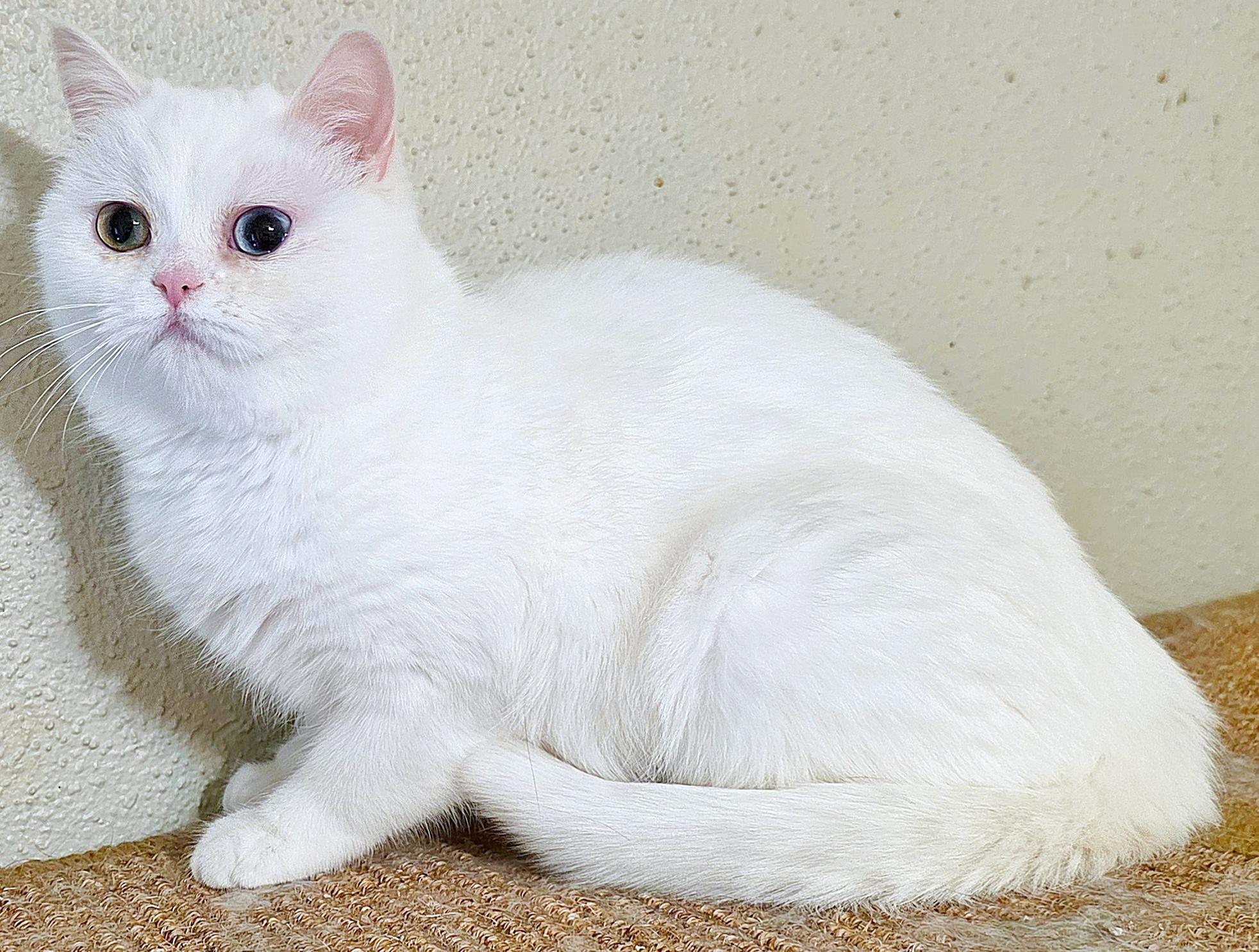 Enlarge Dumpling!!, a ADOPTABLE British Shorthair in Converse, TX image 2/6