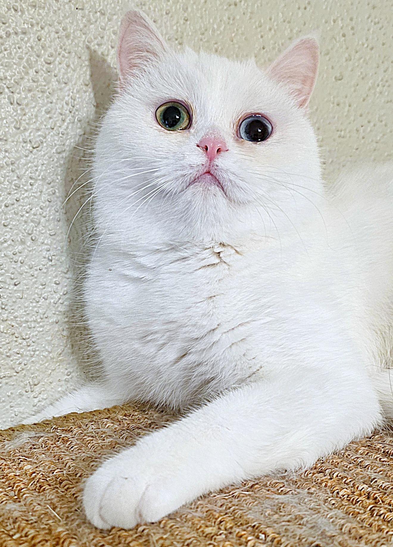 Enlarge Dumpling!!, a ADOPTABLE British Shorthair in Converse, TX image 4/6