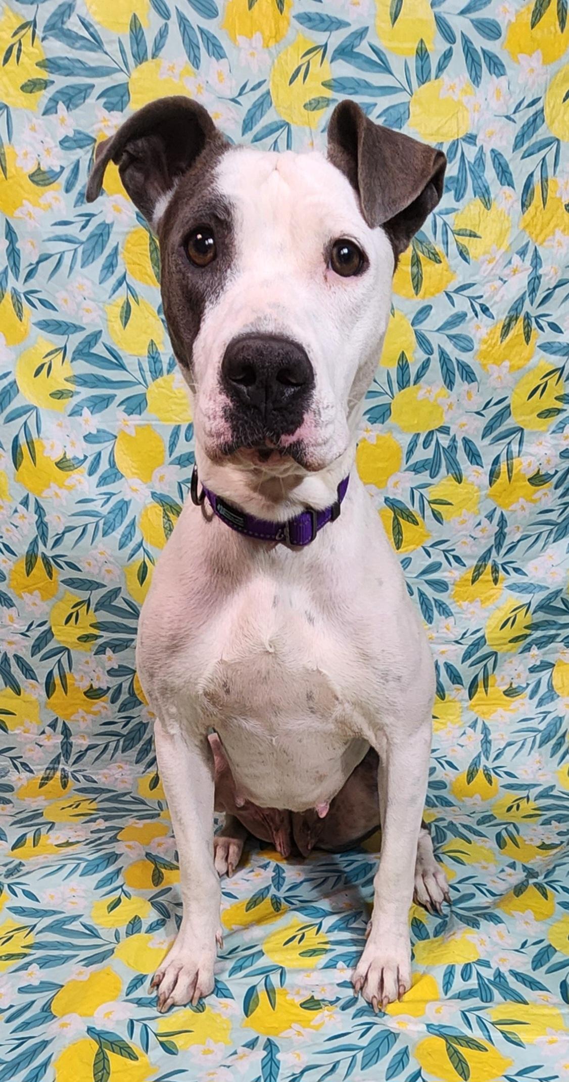 Meredith, ADOPTABLE, Young Female Pit Bull Terrier.