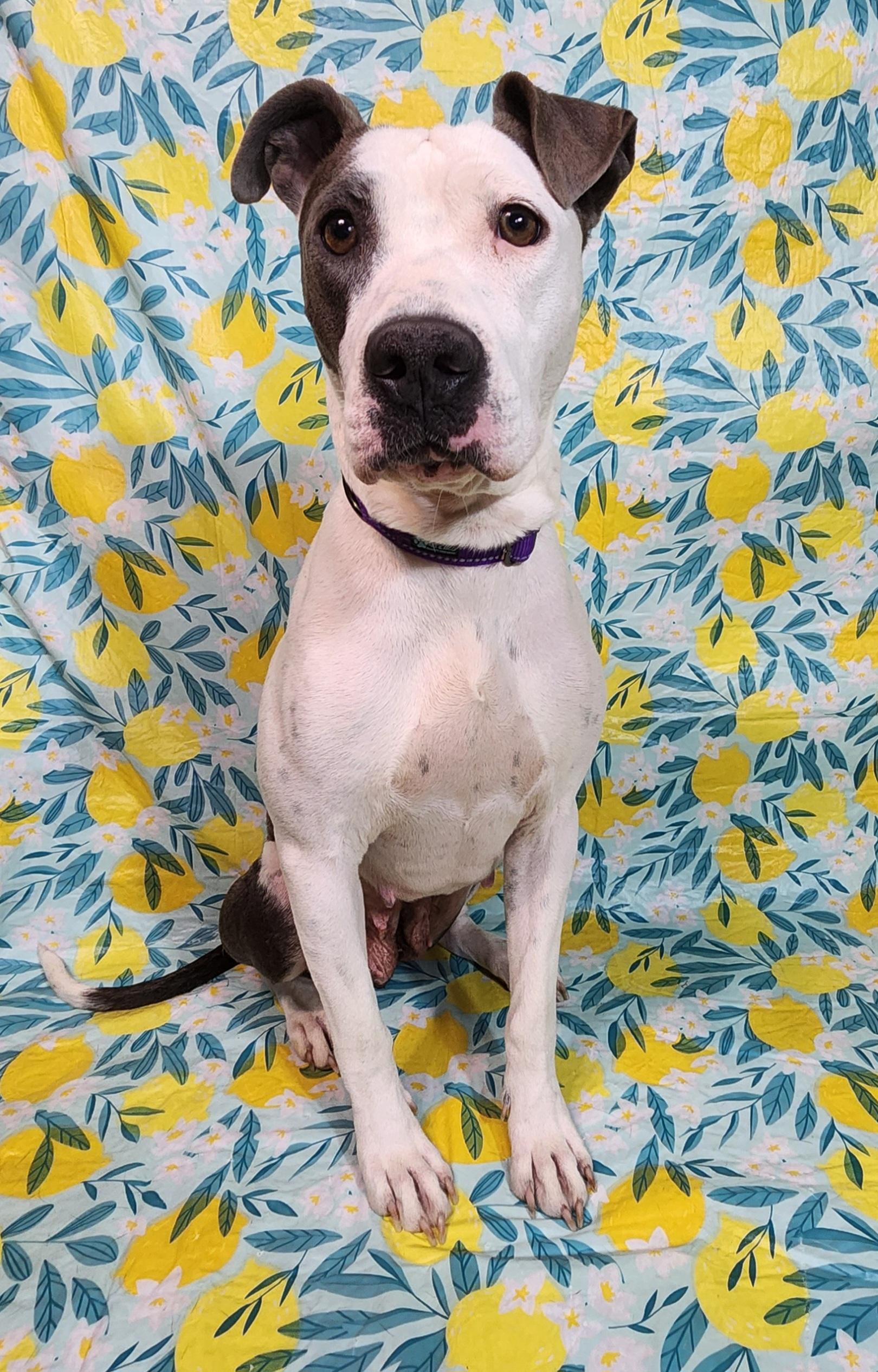 Enlarge Meredith, a ADOPTABLE mixed breed in Baton Rouge, LA image 3/3