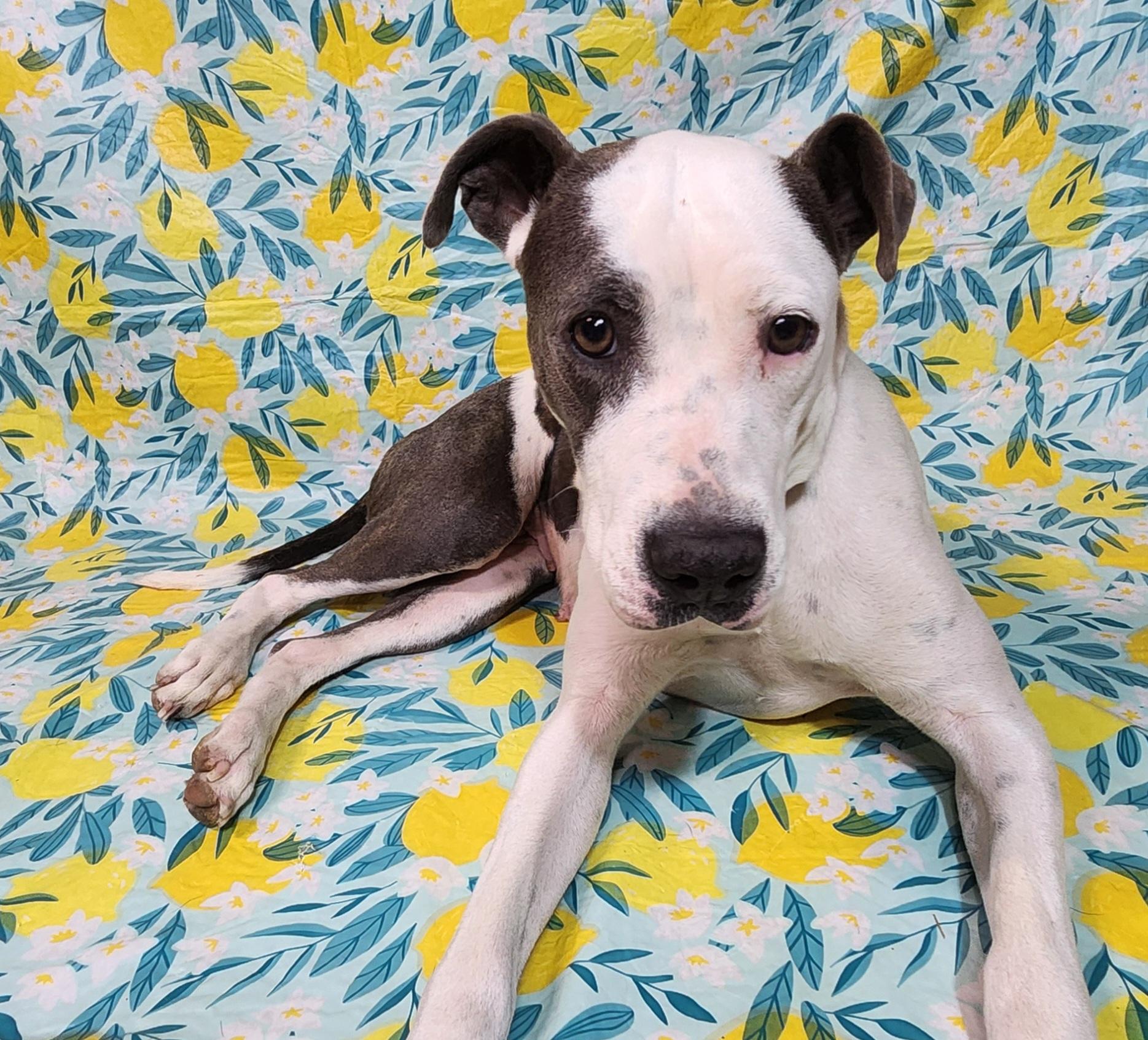 Enlarge Meredith, a ADOPTABLE mixed breed in Baton Rouge, LA image 2/3