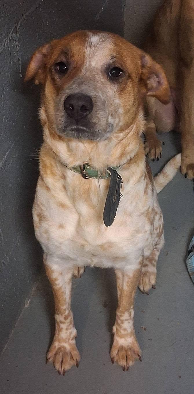 Enlarge Halo, a Adoptable mixed breed in Stuart, VA image 1/1