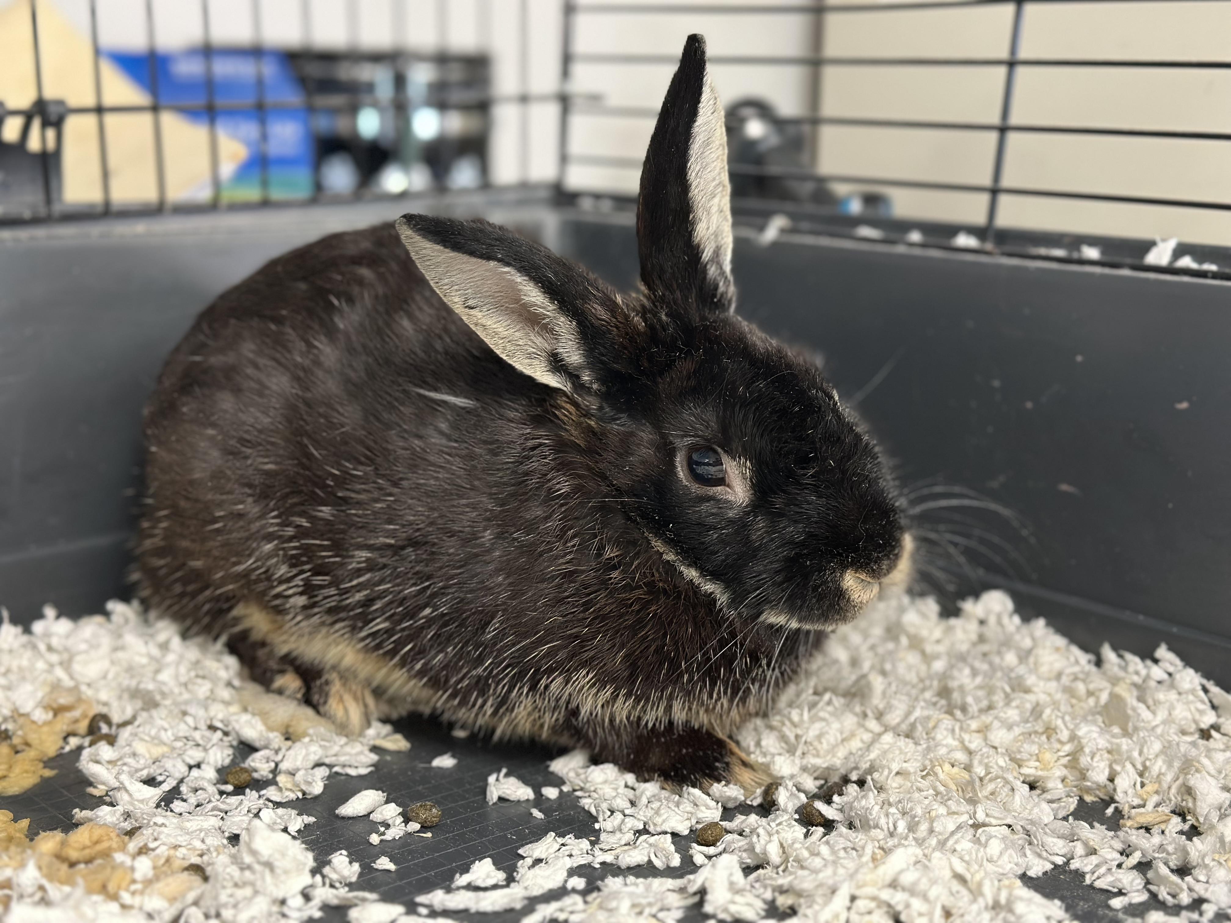 Sebastian, Adoptable, Adult Male Dwarf.