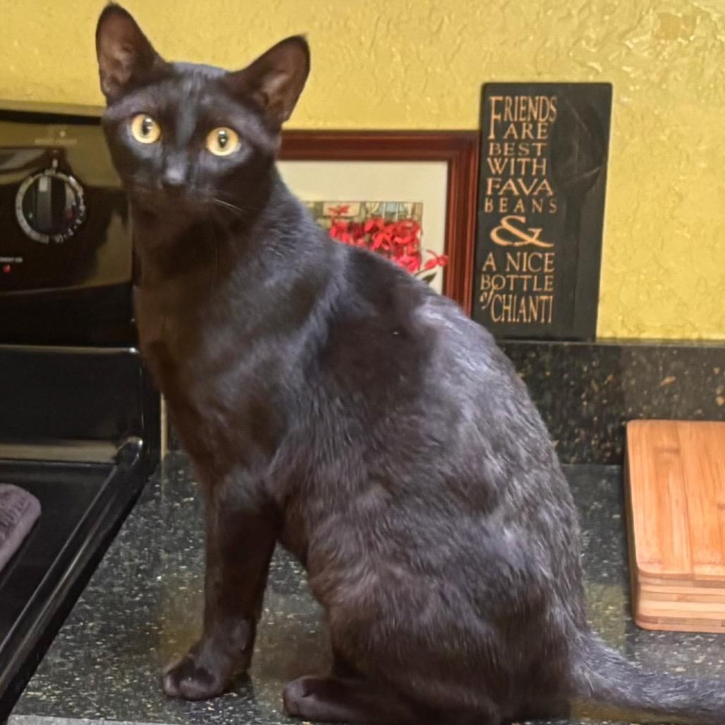 Enlarge Jet, a Adoptable Domestic Short Hair in Juno Beach, FL image 1/2