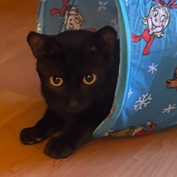 Enlarge Jet, a Adoptable Domestic Short Hair in Juno Beach, FL image 2/2