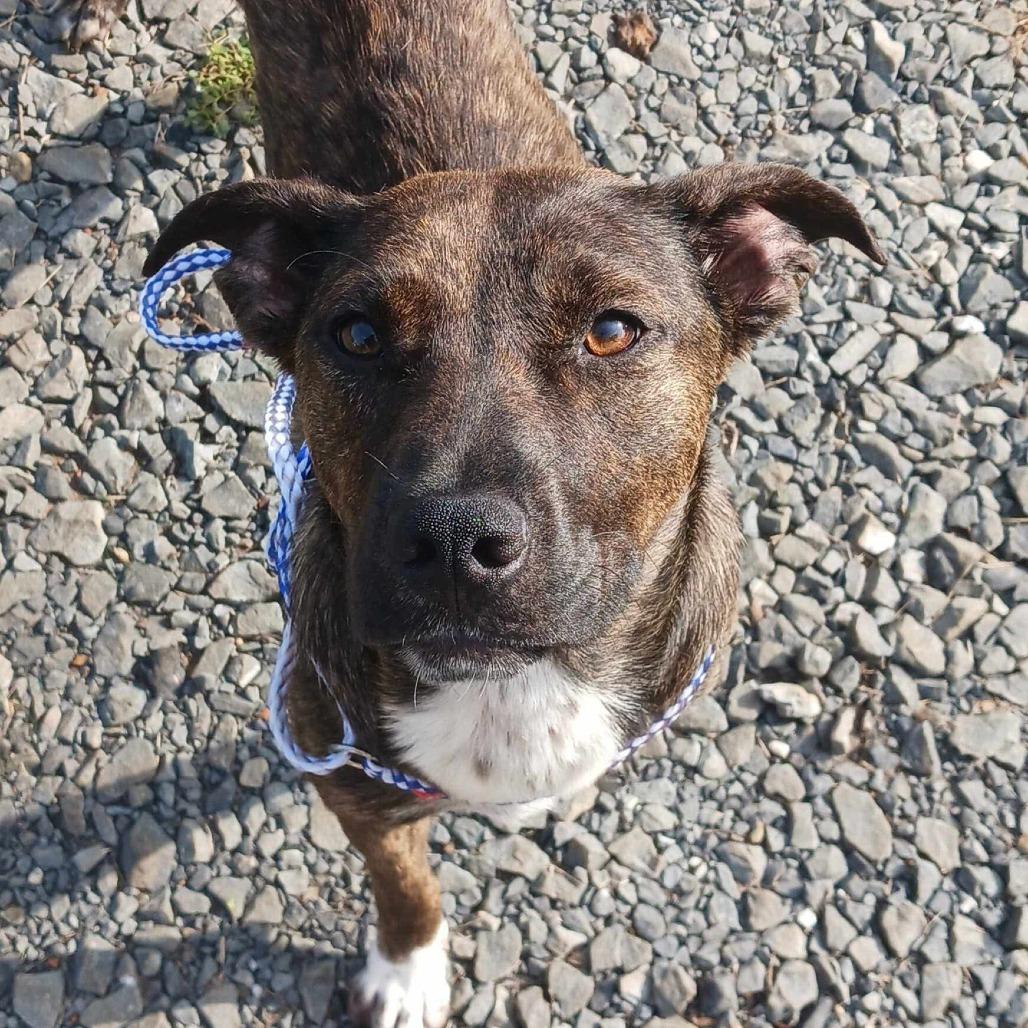 Enlarge Mimsy, a Adoptable mixed breed in Wadena, MN image 3/6