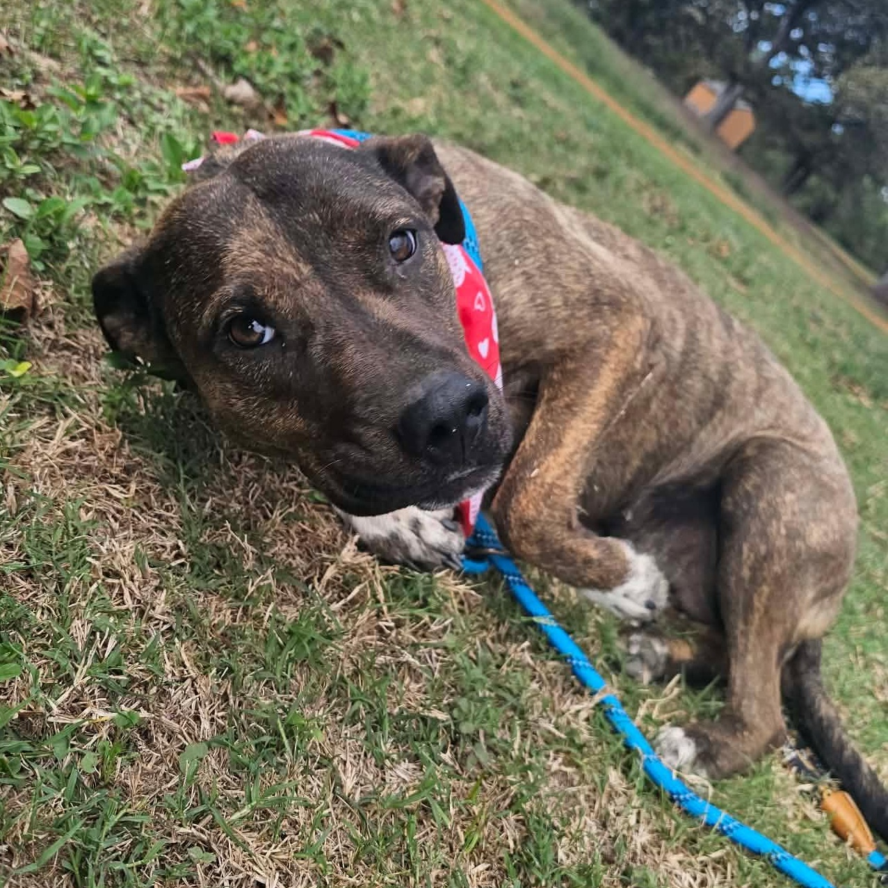 Enlarge Mimsy, a Adoptable mixed breed in Wadena, MN image 6/6