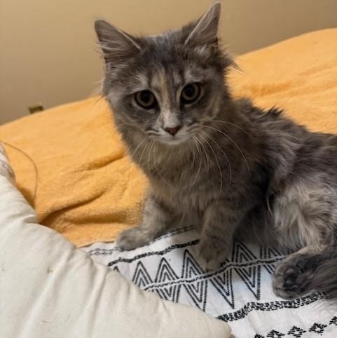 Frankie, a Adoptable mixed breed in Attleboro, MA image 1/3