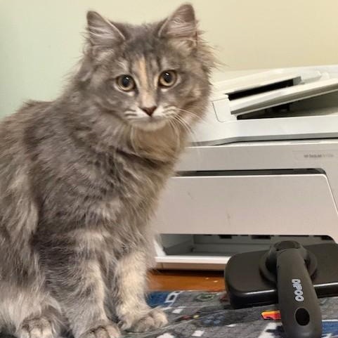 Frankie, a Adoptable mixed breed in Attleboro, MA image 2/3