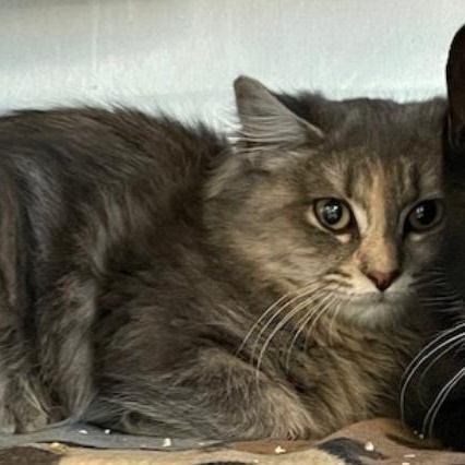 Frankie, a Adoptable mixed breed in Attleboro, MA image 3/3