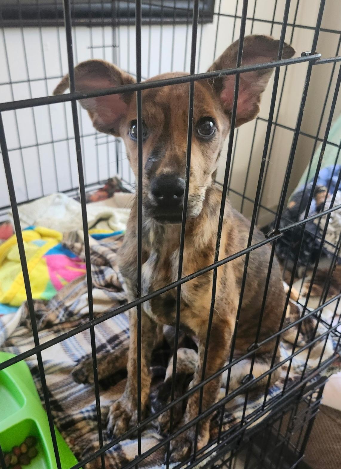 BAT GIRL, ADOPTABLE, Young Female Labrador Retriever.