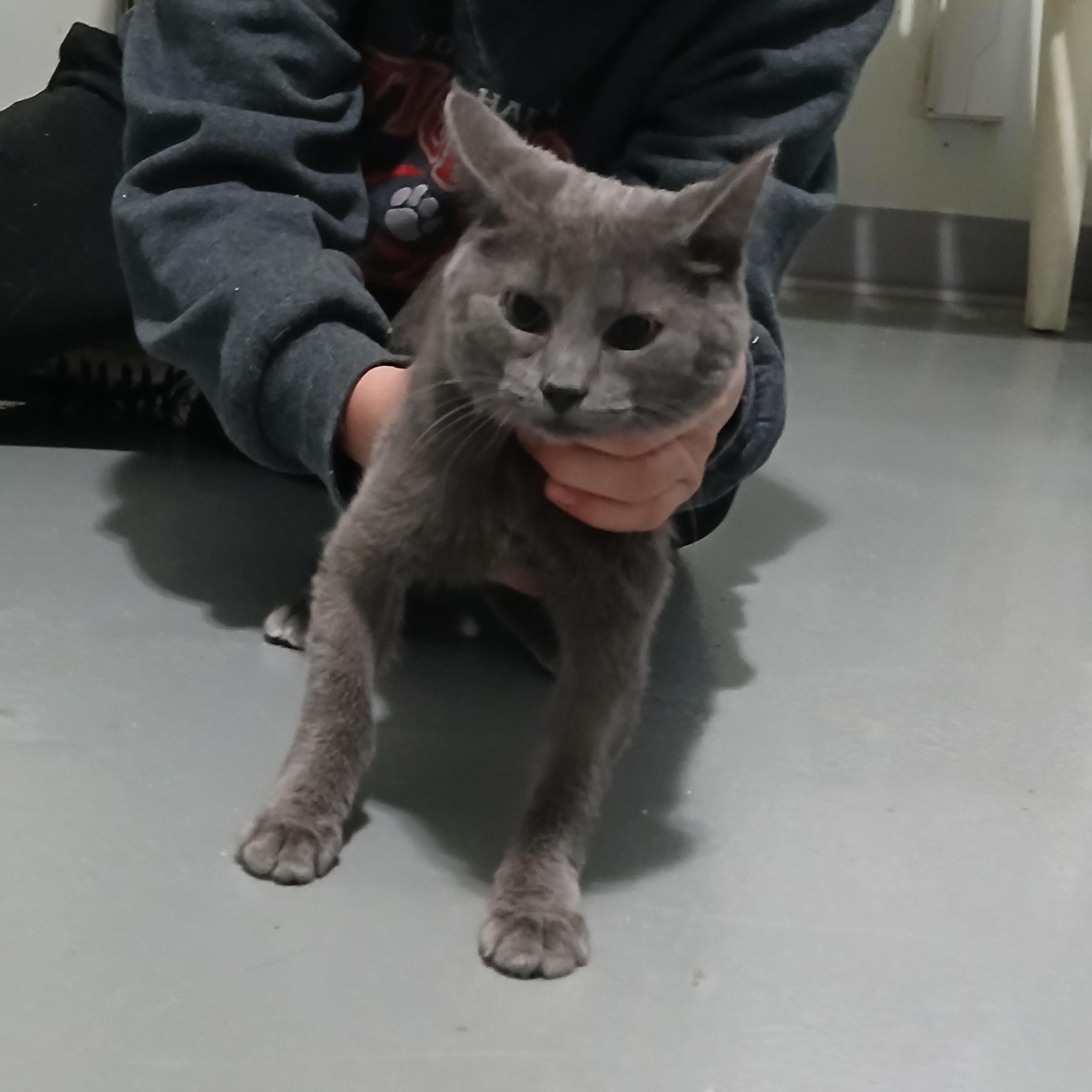Cierra, adopted, Kitten Female American Shorthair.