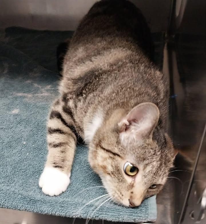 Jethro, Adoptable, Kitten Male Domestic Short Hair.