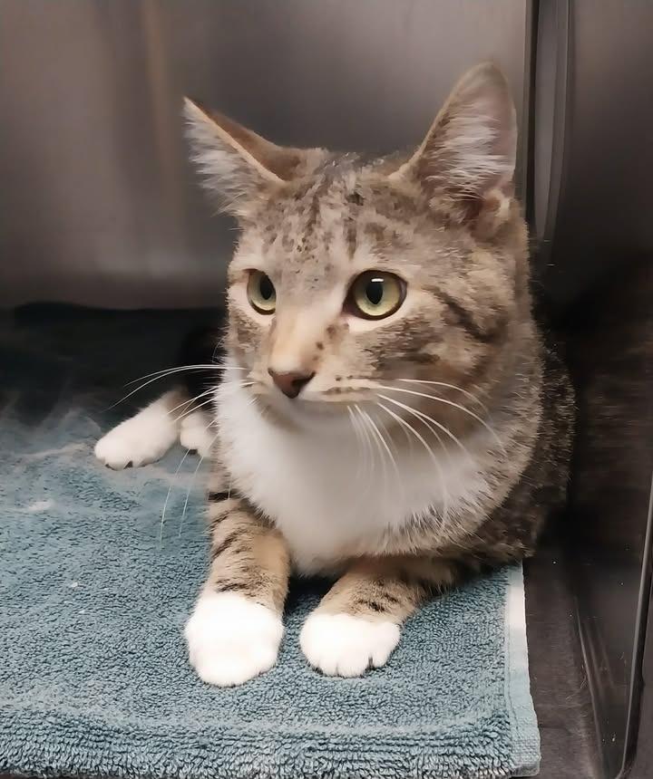 Enlarge Jethro, a Adoptable mixed breed in Sandusky, OH image 2/2