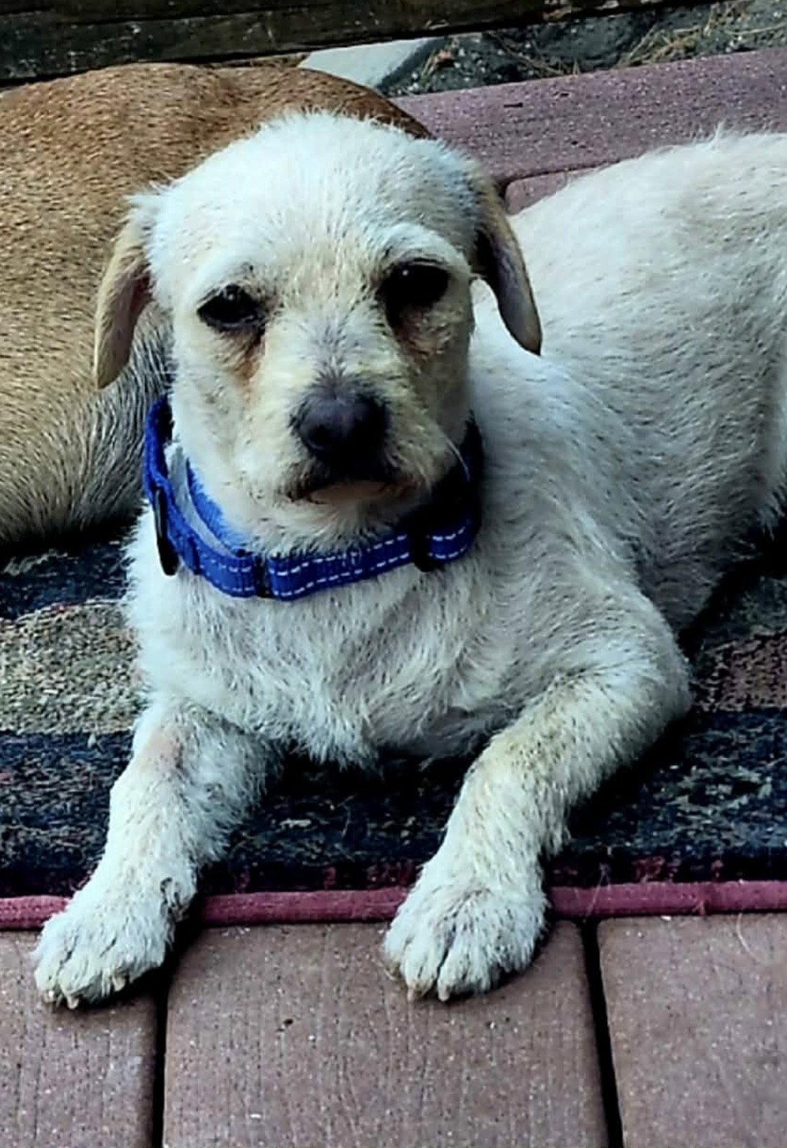 Charlie, Adoptable, Young Male Bichon Frise.