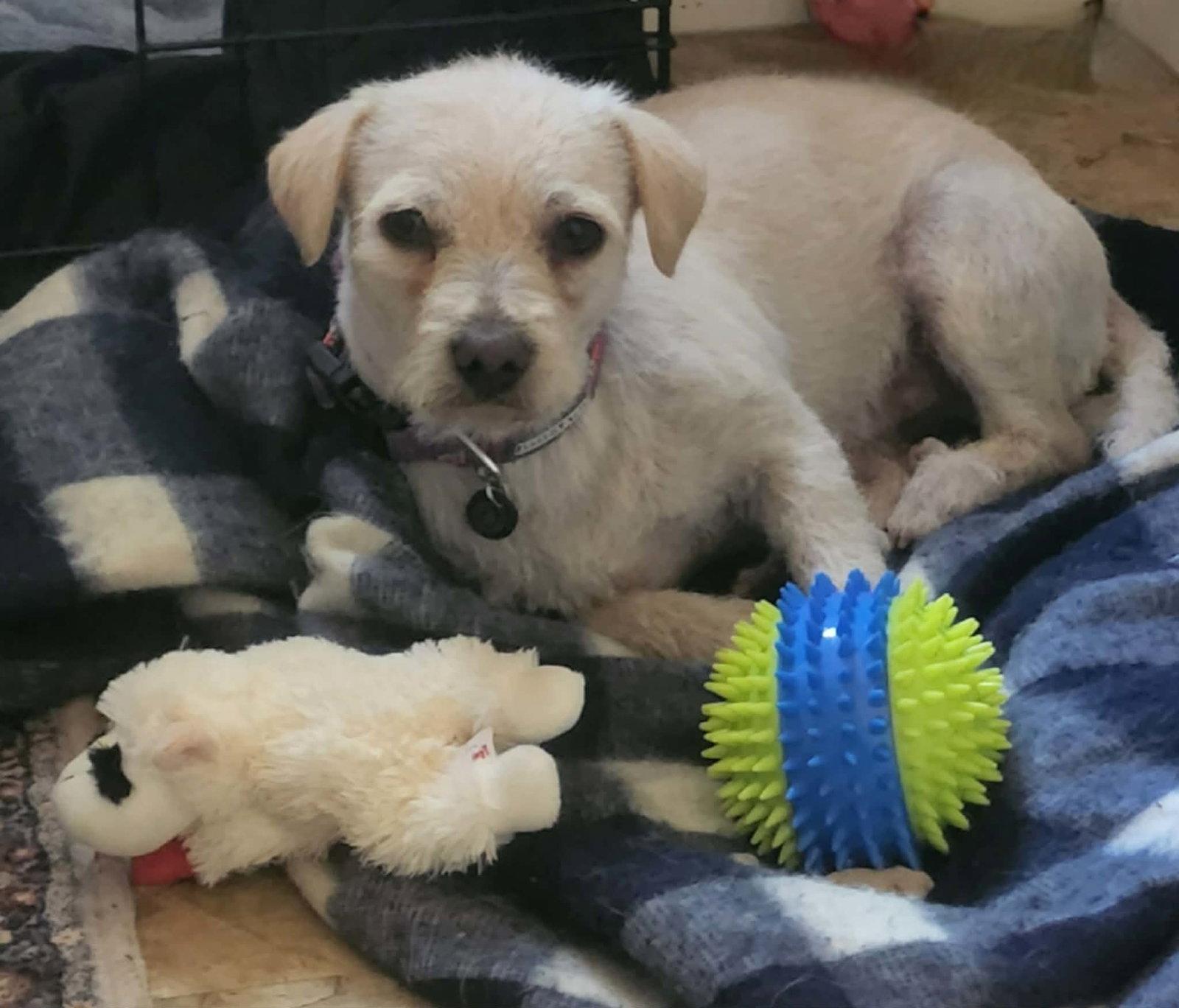 Charlie, a Adoptable Bichon Frise in Rancho Cucamonga, CA image 2/2