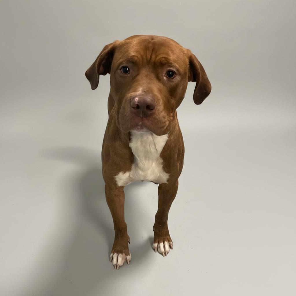 HOOCH, Adoptable, Adult Male Pit Bull Terrier.