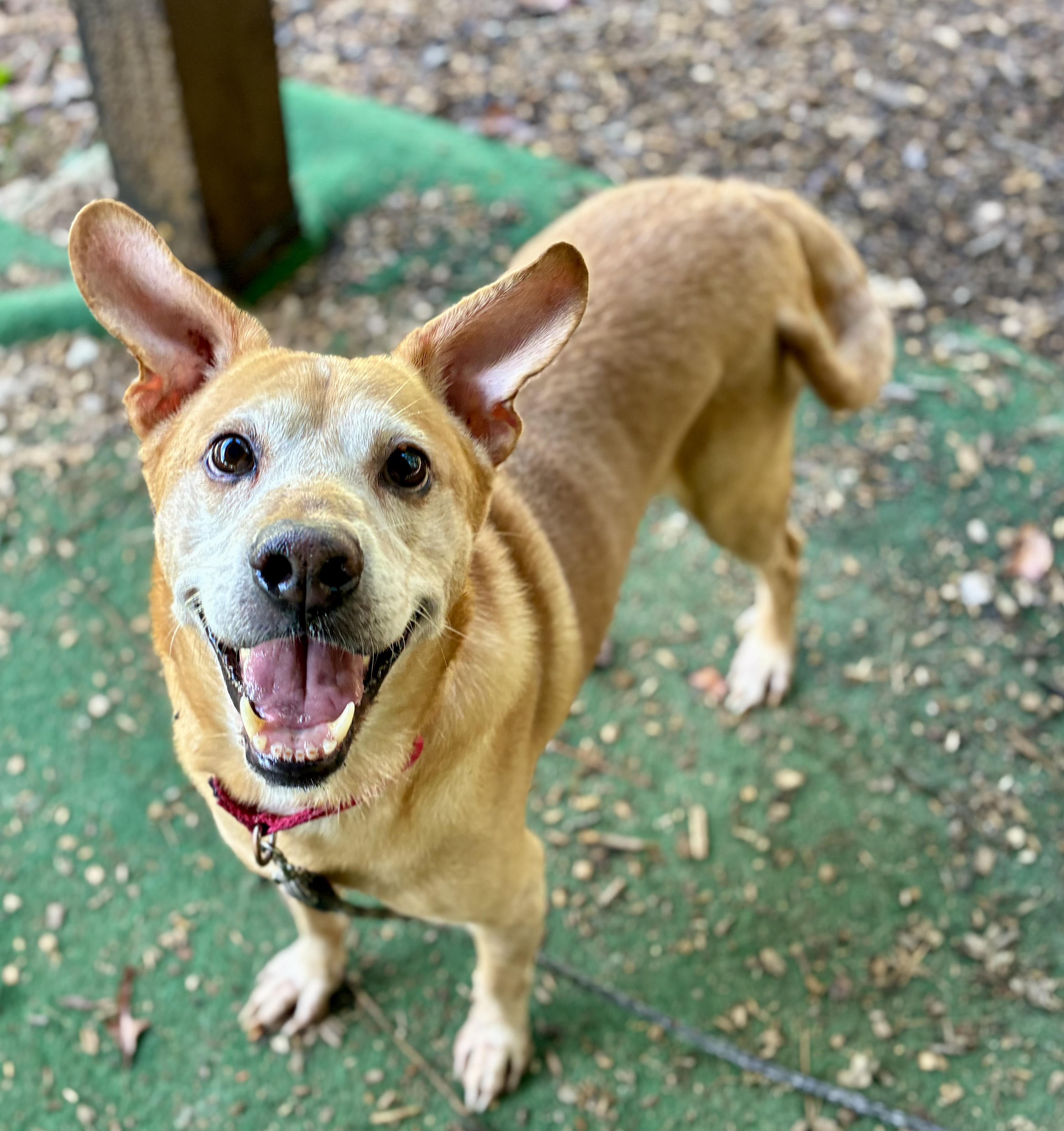 Enlarge Tank, a Adopted mixed breed in Cedarburg, WI image 2/6