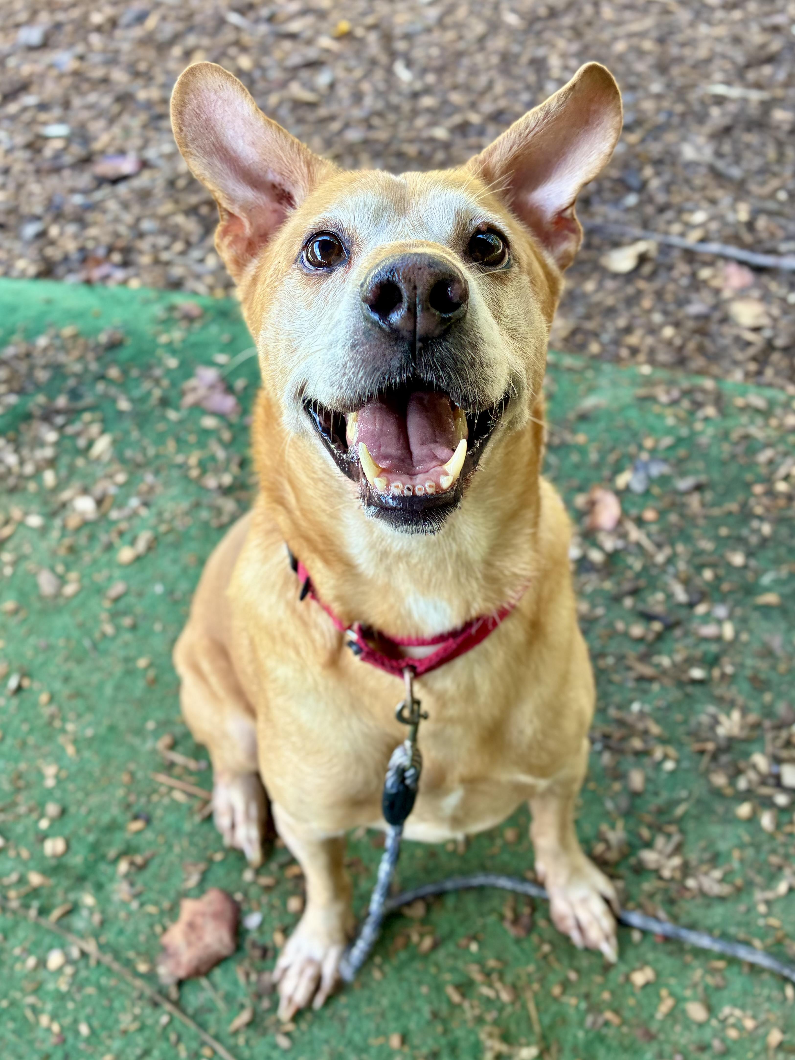Enlarge Tank, a Adopted mixed breed in Cedarburg, WI image 1/6