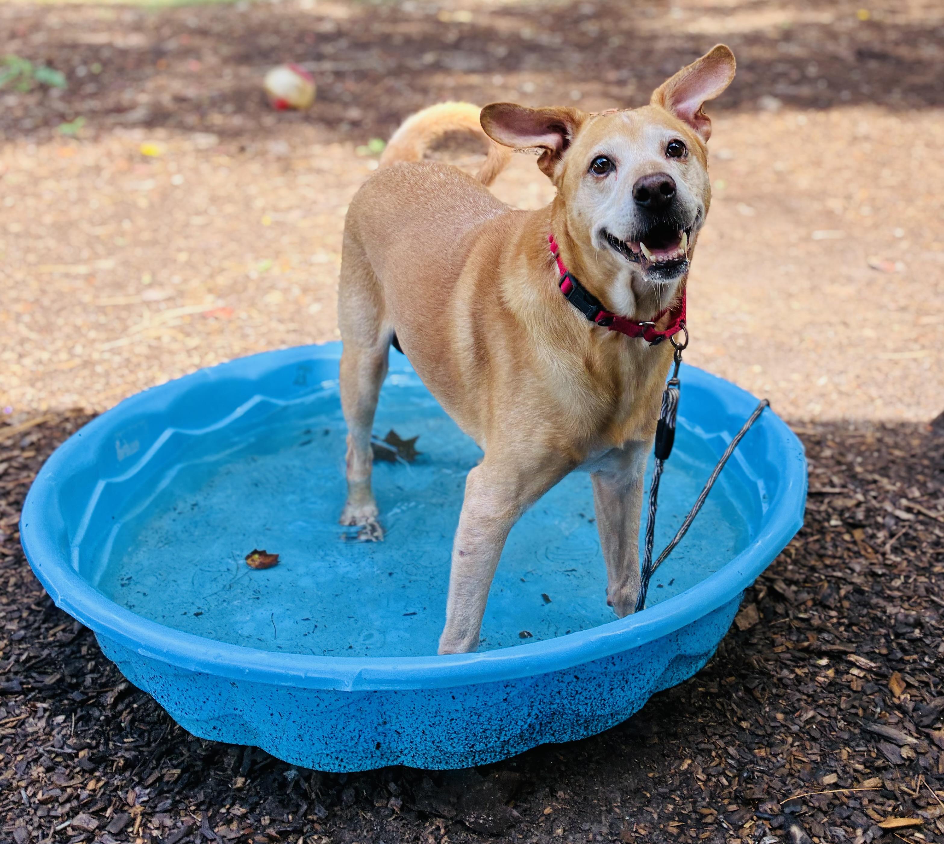 Enlarge Tank, a Adopted mixed breed in Cedarburg, WI image 6/6