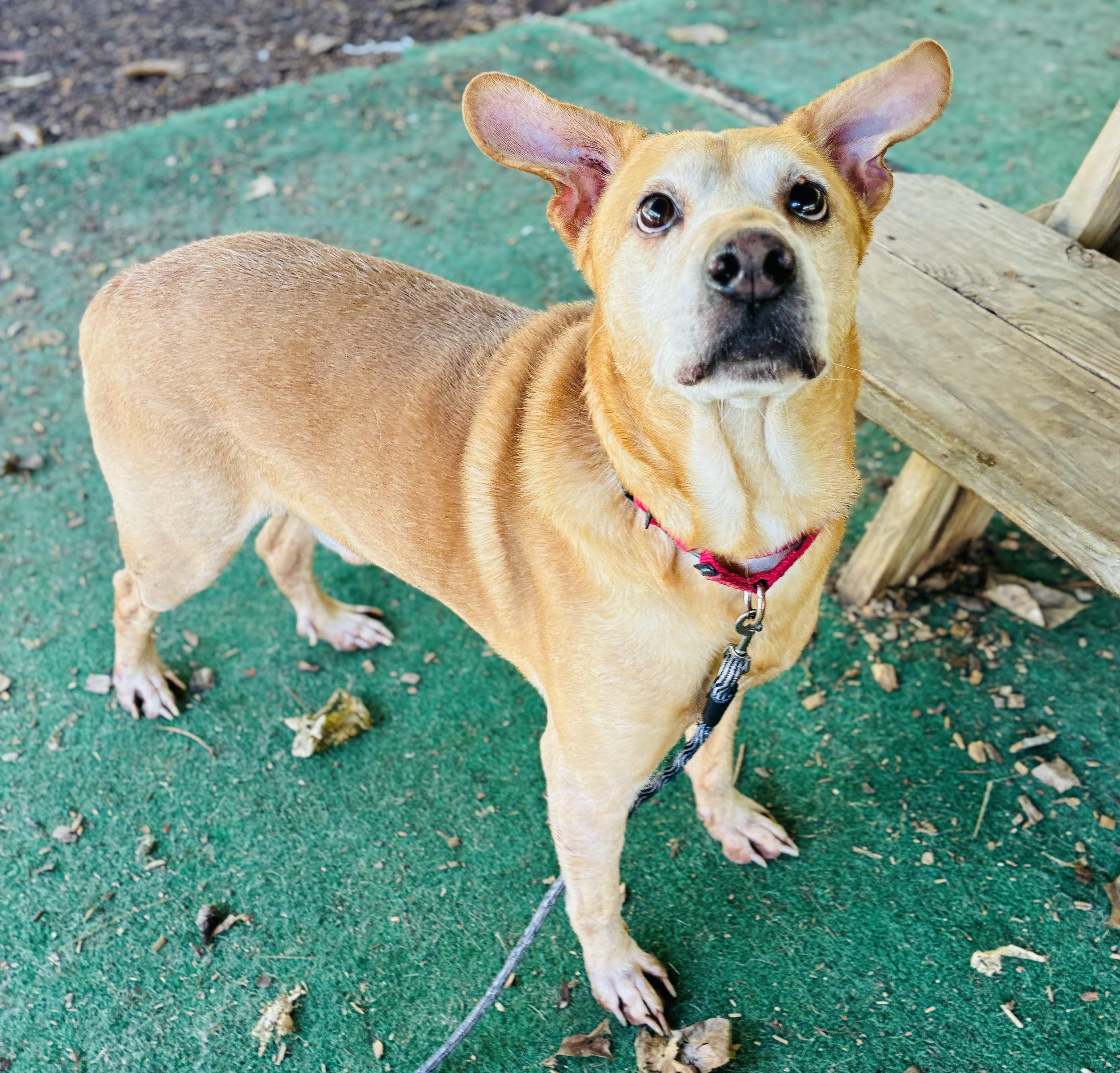 Enlarge Tank, a Adopted mixed breed in Cedarburg, WI image 3/6