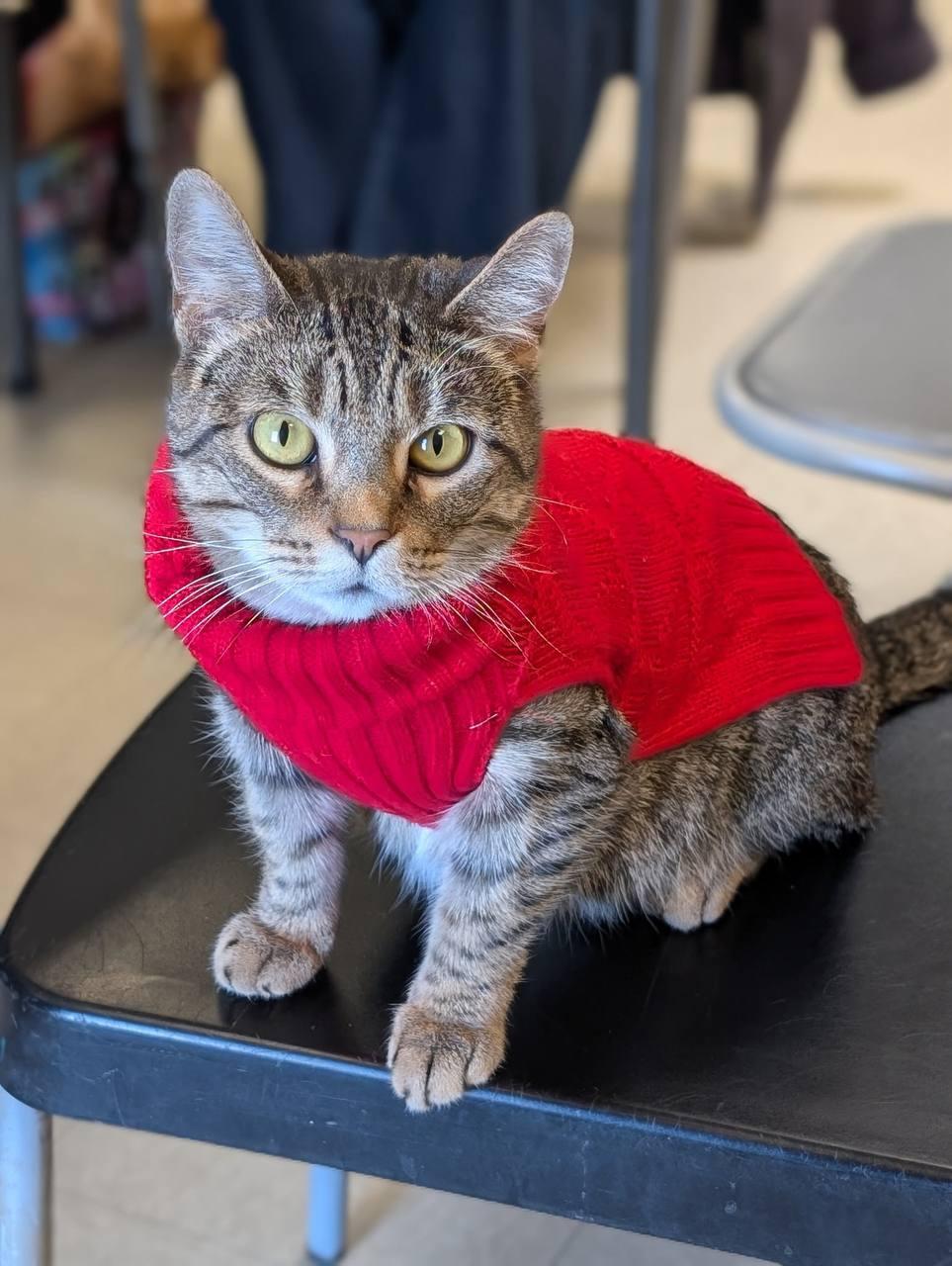 Breanna, ADOPTABLE, Adult Female Domestic Short Hair.