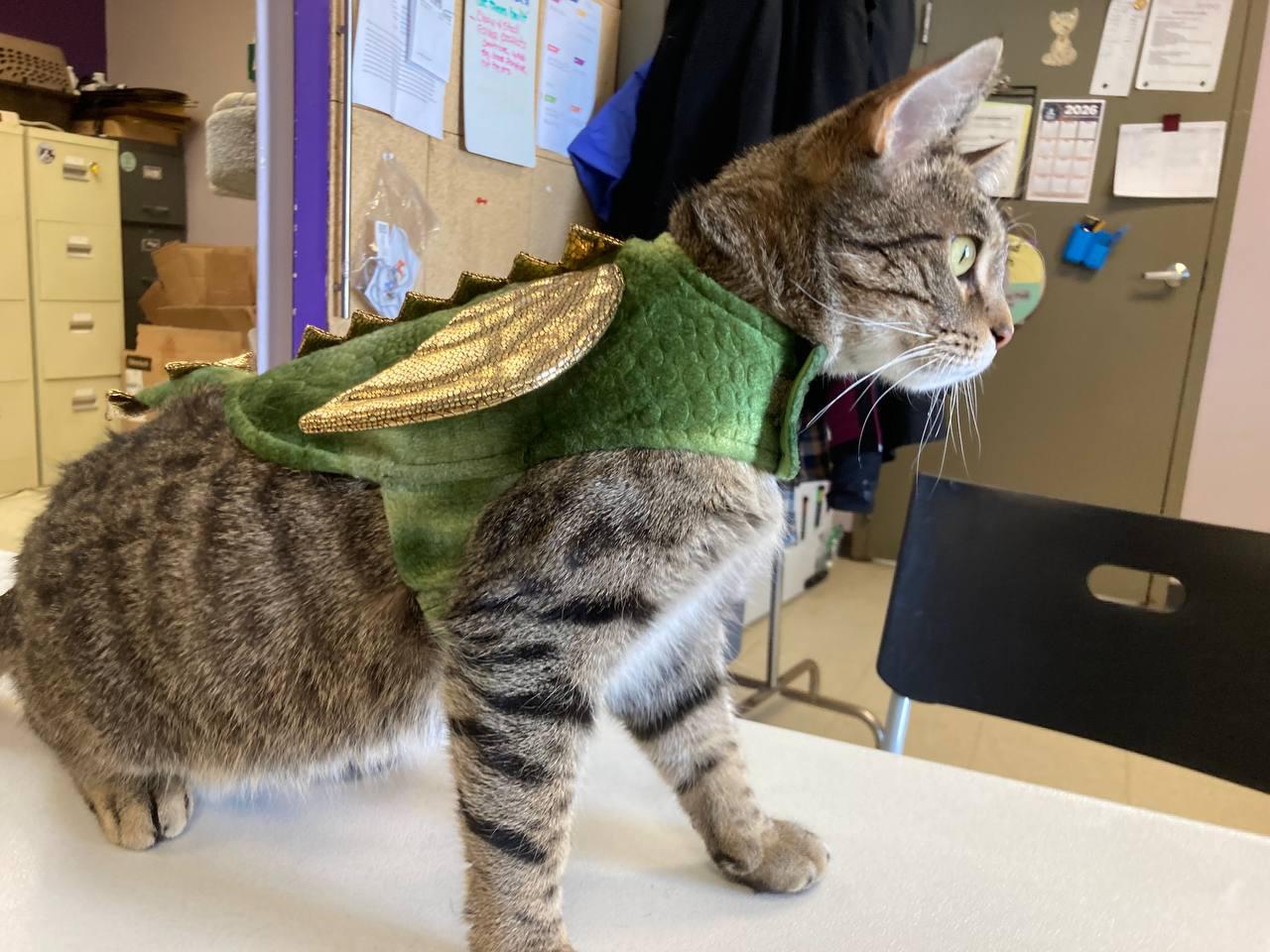 Enlarge Breanna, a ADOPTABLE Domestic Short Hair in Cincinnati, OH image 3/4