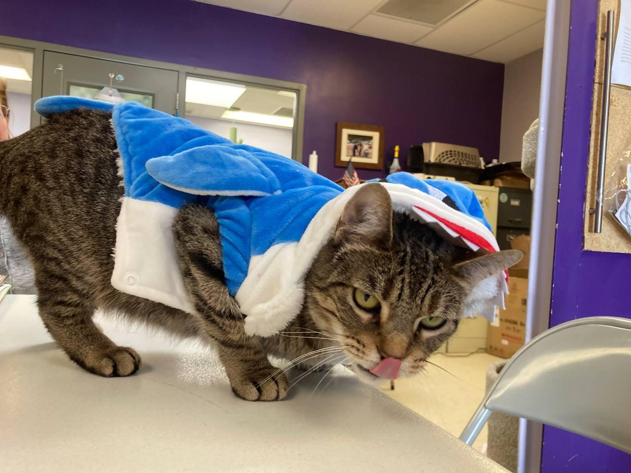 Enlarge Breanna, a ADOPTABLE Domestic Short Hair in Cincinnati, OH image 2/4