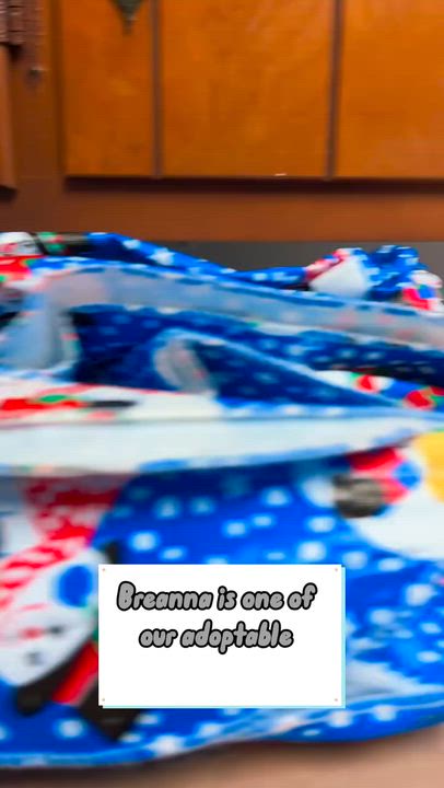 Enlarge Breanna, a ADOPTABLE Domestic Short Hair in Cincinnati, OH video 4/4