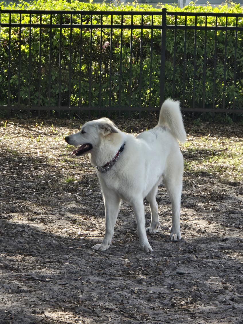 Enlarge Sadie, a ADOPTABLE Great Pyrenees in Jacksonville, NC image 3/4